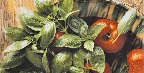 Garden Herbs Cooking With Basil