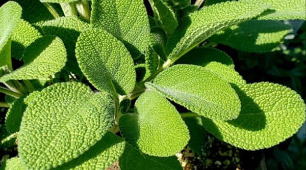 Sage Garden Herbs Broadleaf Sage