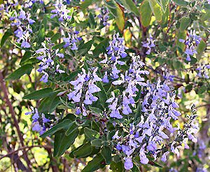 Sage Garden Herbs Grape Sage